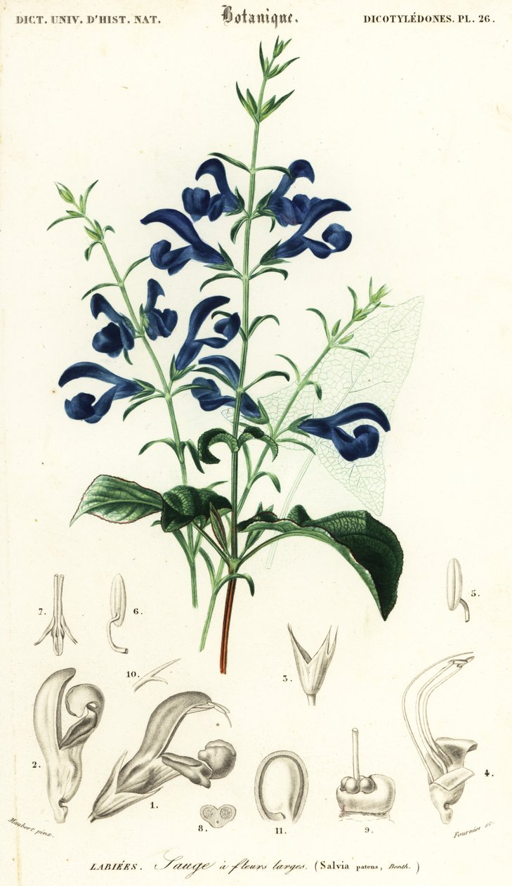 Gentian adaçayı veya yayılan adaçayı, Salvia patens., 1849 (gravür) by Louis Joseph Edouard Maubert