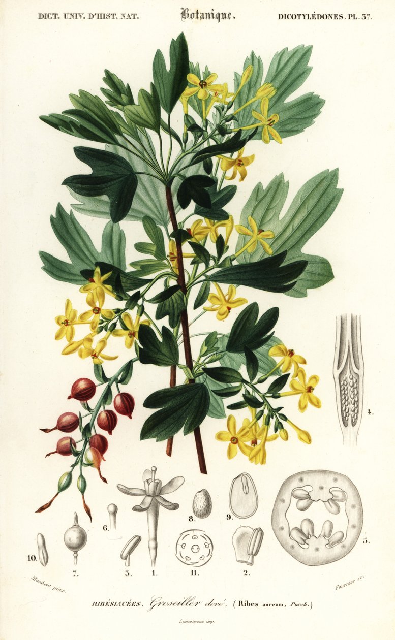 Altın kuş üzümü, altın Ribes. ,1849 (gravür) by Louis Joseph Edouard Maubert