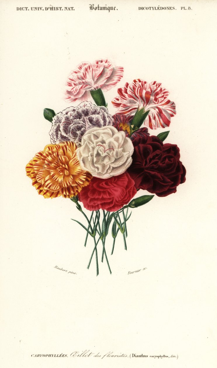 Karanfil grubu, Dianthus caryophyllus. ,1849 (gravür) by Louis Joseph Edouard Maubert