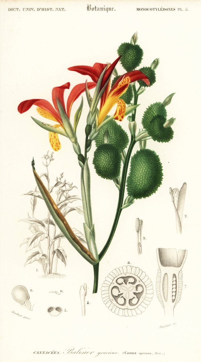 Hint vuruşu, Canna indica. ,1849 (gravür) by Louis Joseph Edouard Maubert