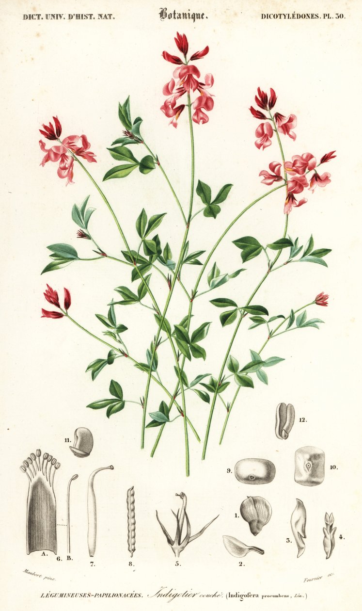 İndigo bitkisi, İndigofera procumbens. ,1849 (gravür) by Louis Joseph Edouard Maubert