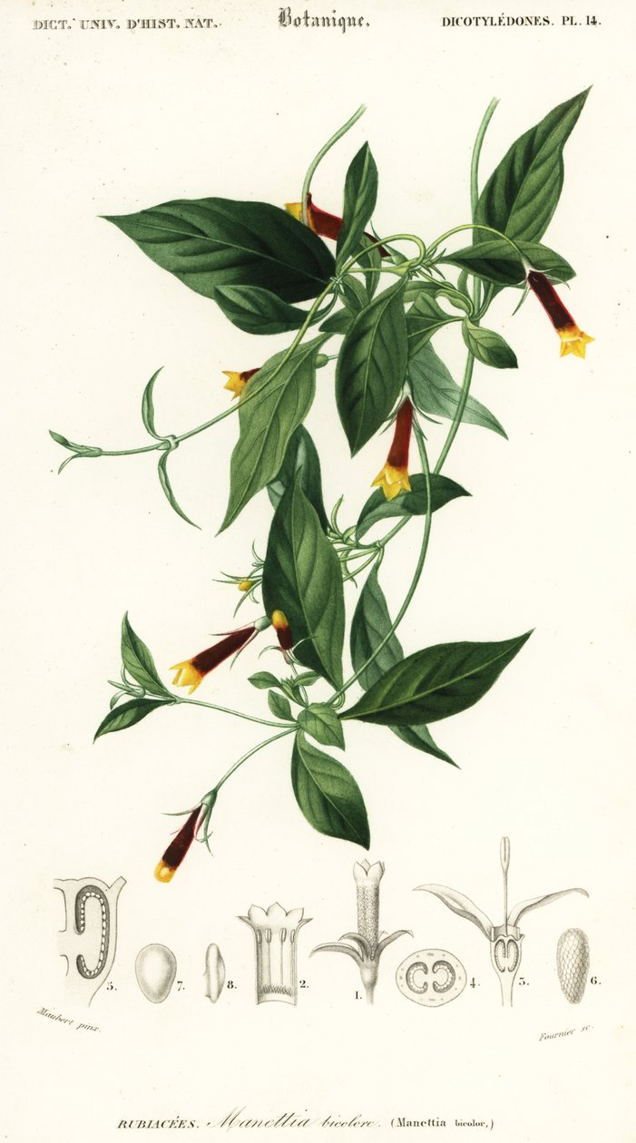 Kelepçe luteorubra. , 1849 (gravür) by Louis Joseph Edouard Maubert