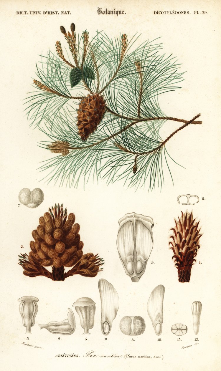 Deniz çamı veya salkım çamı, Pinus pinaster., 1849 (gravür) by Louis Joseph Edouard Maubert