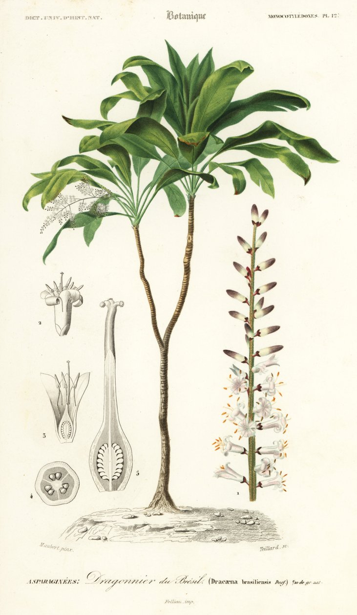 Palmiye zambağı, Cordyline fruticosa., 1849 (gravür) by Louis Joseph Edouard Maubert