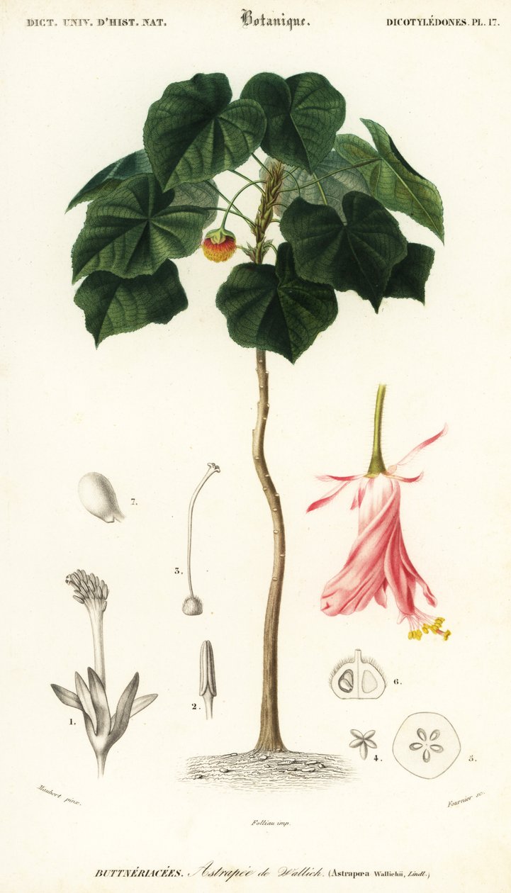 Pinkball, Dombeya wallichii. ,1849 (gravür) by Louis Joseph Edouard Maubert