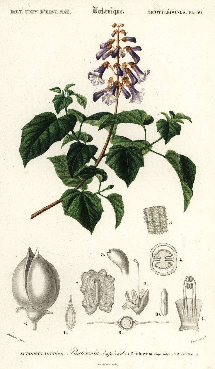 Prenses ağacı, imparatoriçe ağacı veya yüksük otu ağacı, Paulownia tomentos, 1849 (gravür) by Louis Joseph Edouard Maubert