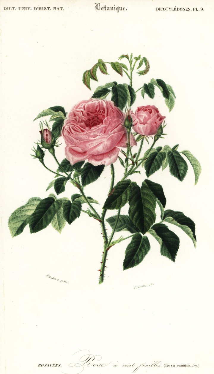 Provence gülü, Rosa x centifolia.,1849 (gravür) by Louis Joseph Edouard Maubert