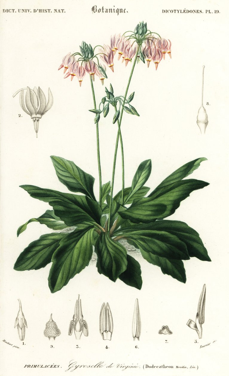 Kayan yıldız veya doğu kayan yıldız, Dodecateon mediadia. ,1849 (gravür) by Louis Joseph Edouard Maubert