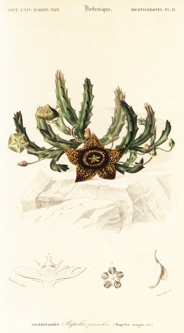 Yıldız çiçeği, Orbea variegata.,1849 (gravür) by Louis Joseph Edouard Maubert