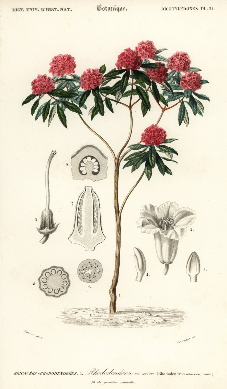 Ağaç ormangülü, Ormangülü arboreum. ,1849 (gravür) by Louis Joseph Edouard Maubert
