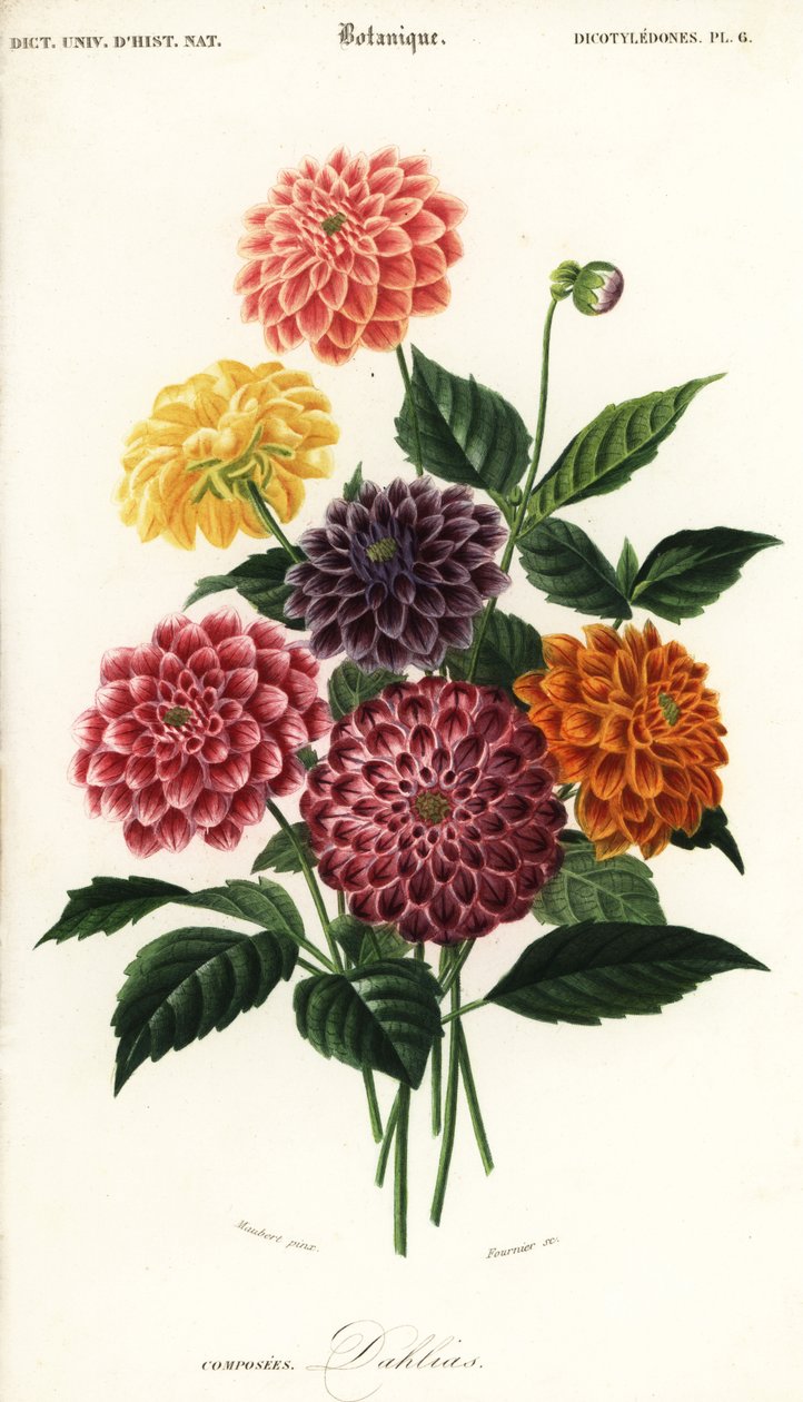 Bahçe dahlias çeşitleri, Dahlia pinnata, 1849 (gravür) by Louis Joseph Edouard Maubert