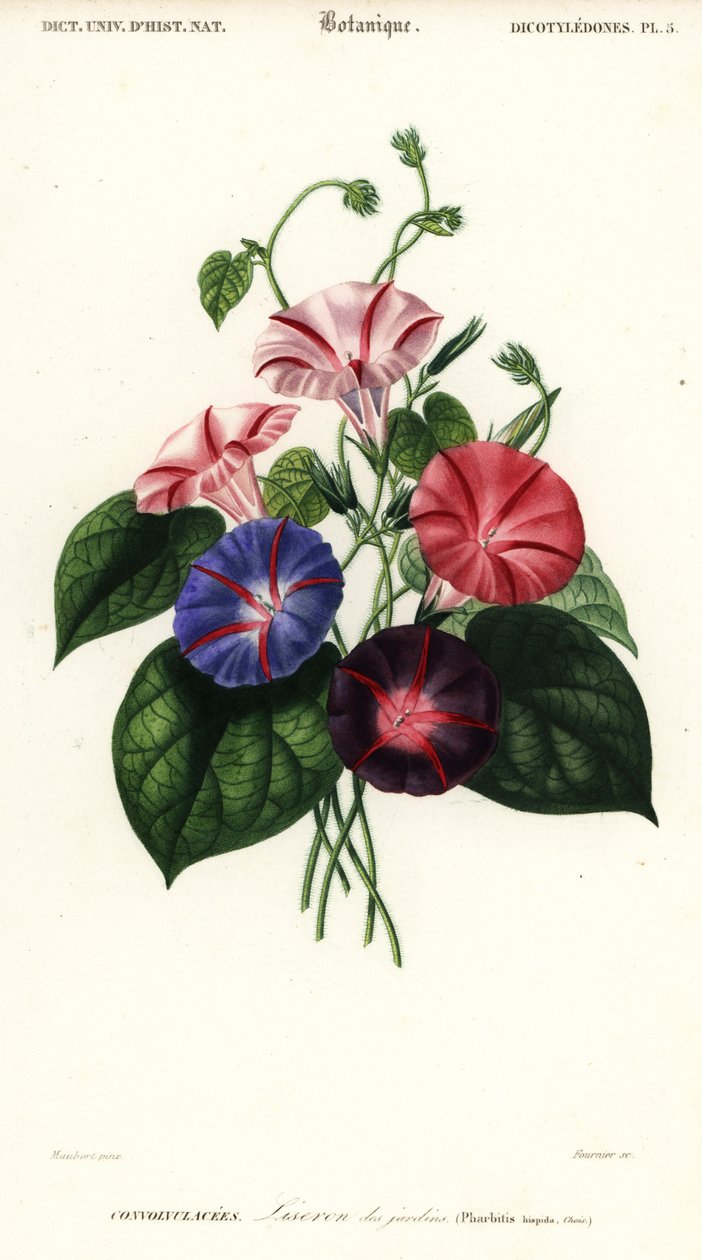 Sabah zafer çeşitleri, Pharbitis hispida.,1849 (gravür) by Louis Joseph Edouard Maubert