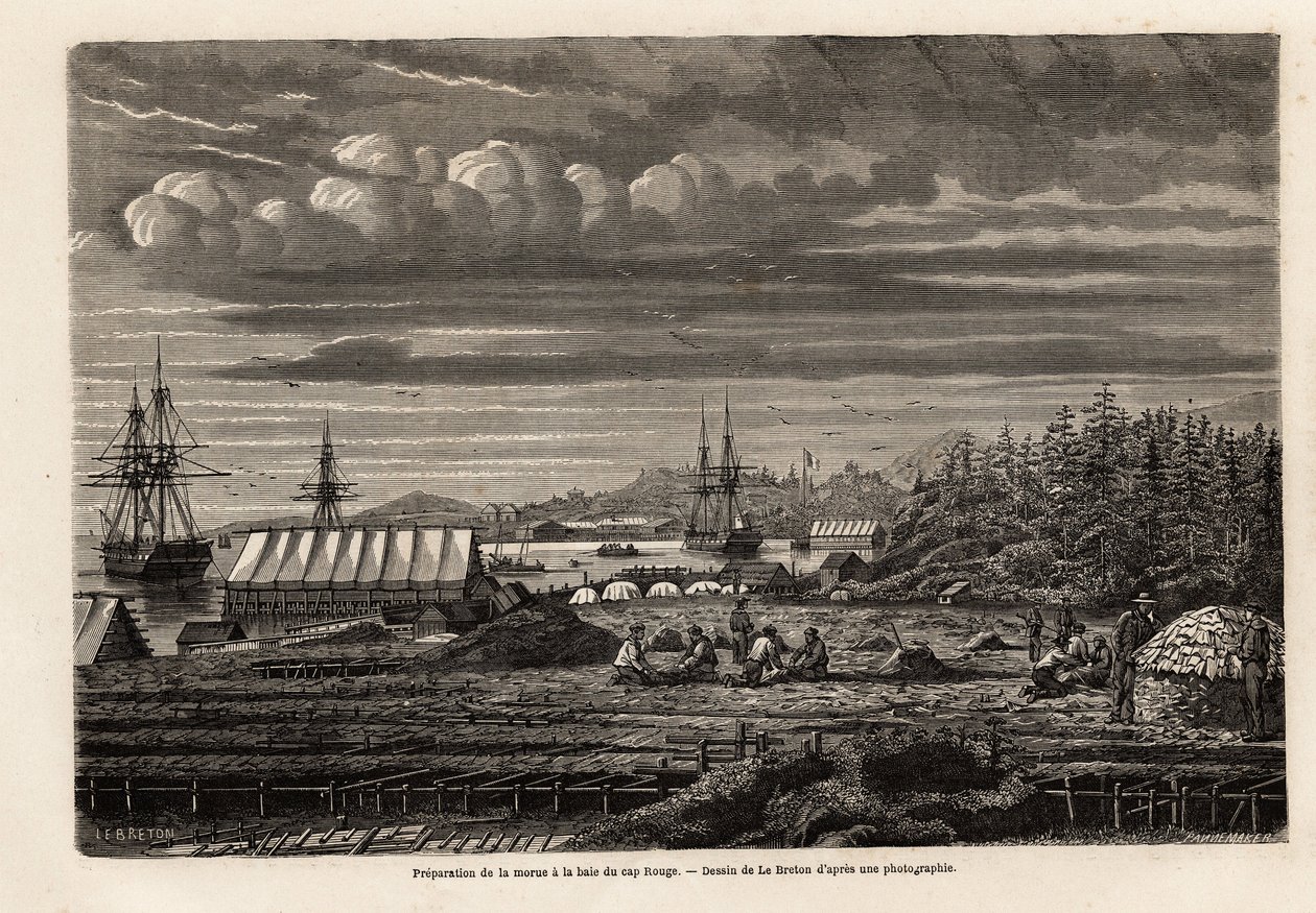 Cap Rouge körfezinde morina balığının hazırlanması, balıkların temizlenmesi ve grevden yağ çıkarmak için ciğerlerin toplanması, daha sonra A. de Gobineau tarafından 1860