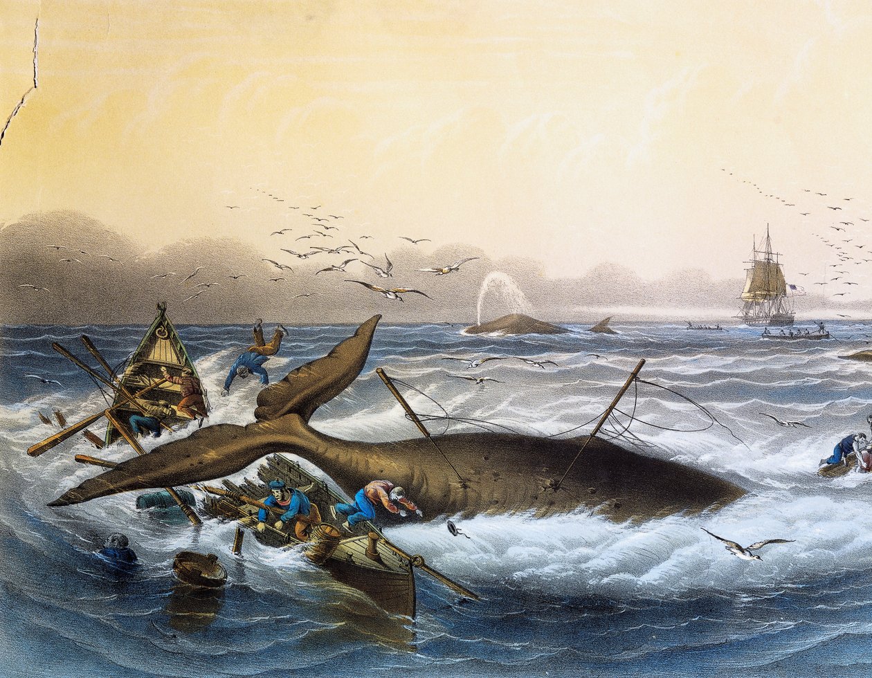 Güney Denizlerinde Balina Avı, Louis Lebreton