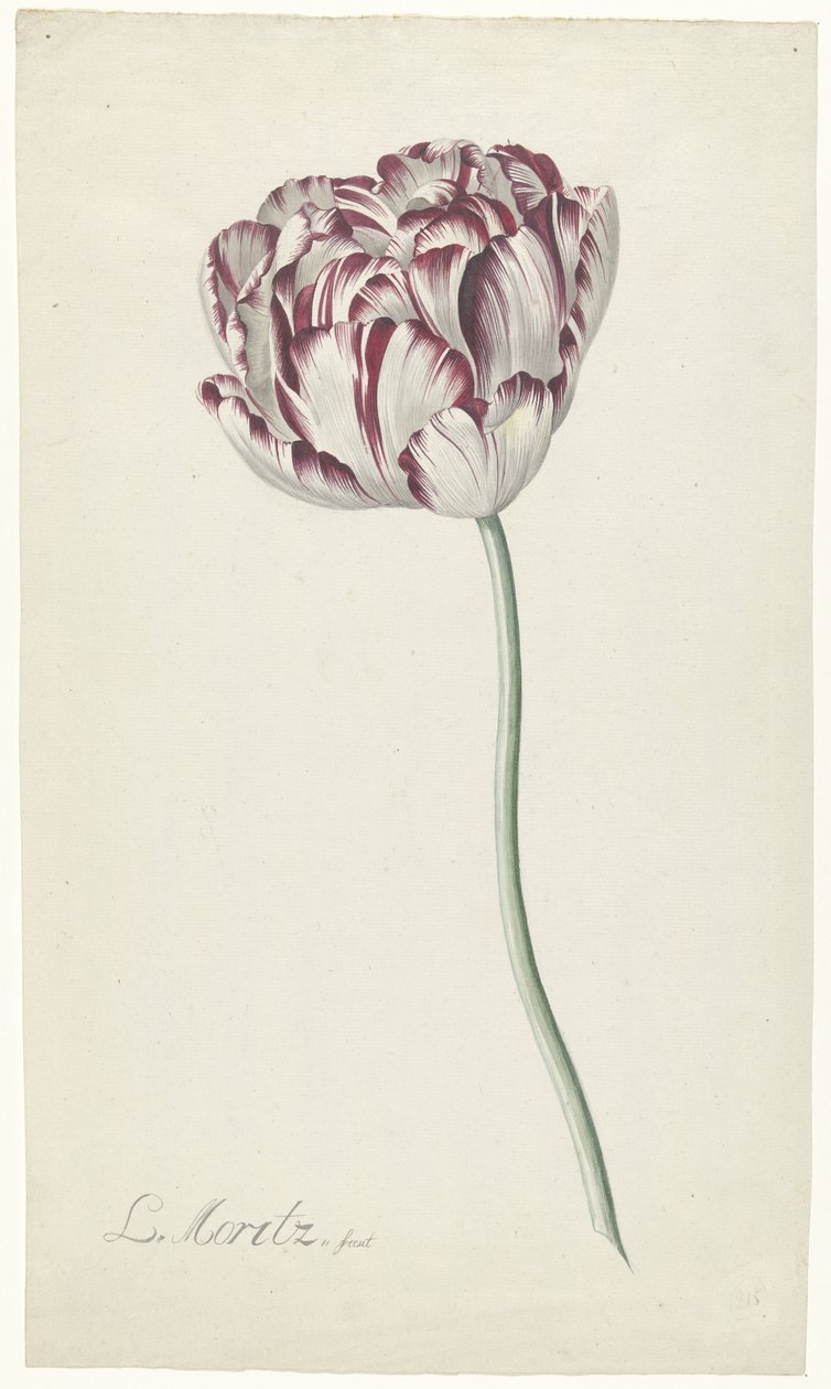 Lale by Louis Moritz