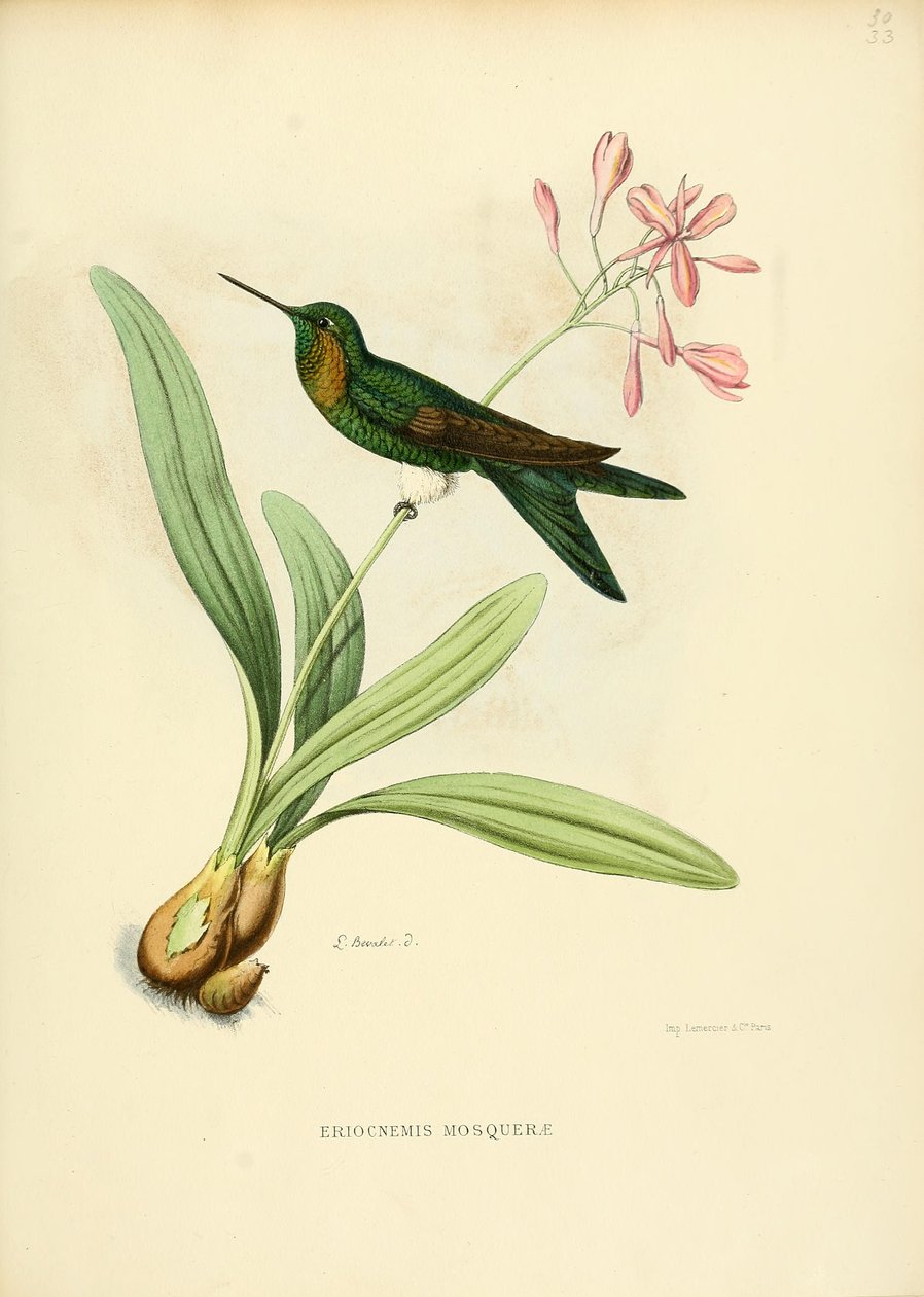eriocnemis camii by Louis Victor Bevalet