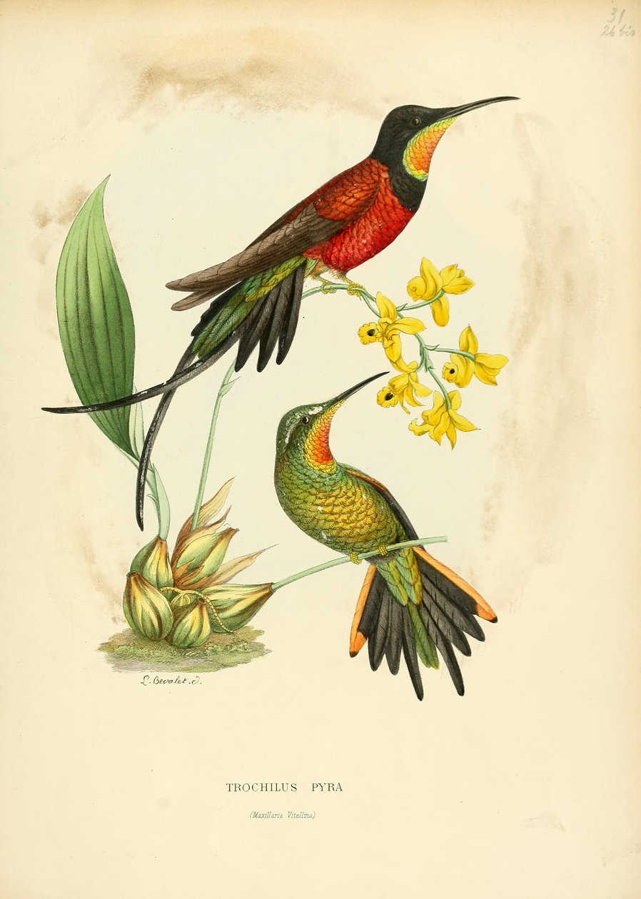 Ateş kasnağı = Ateş topaz by Louis Victor Bevalet