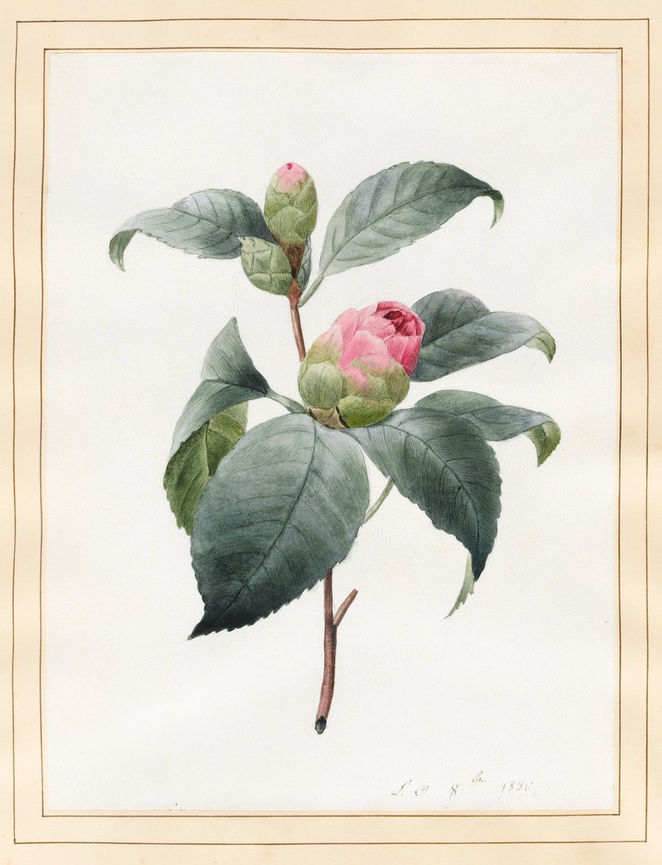 Kamelya, 1826 (parşömen üzerine wc) by Louise DOrleans