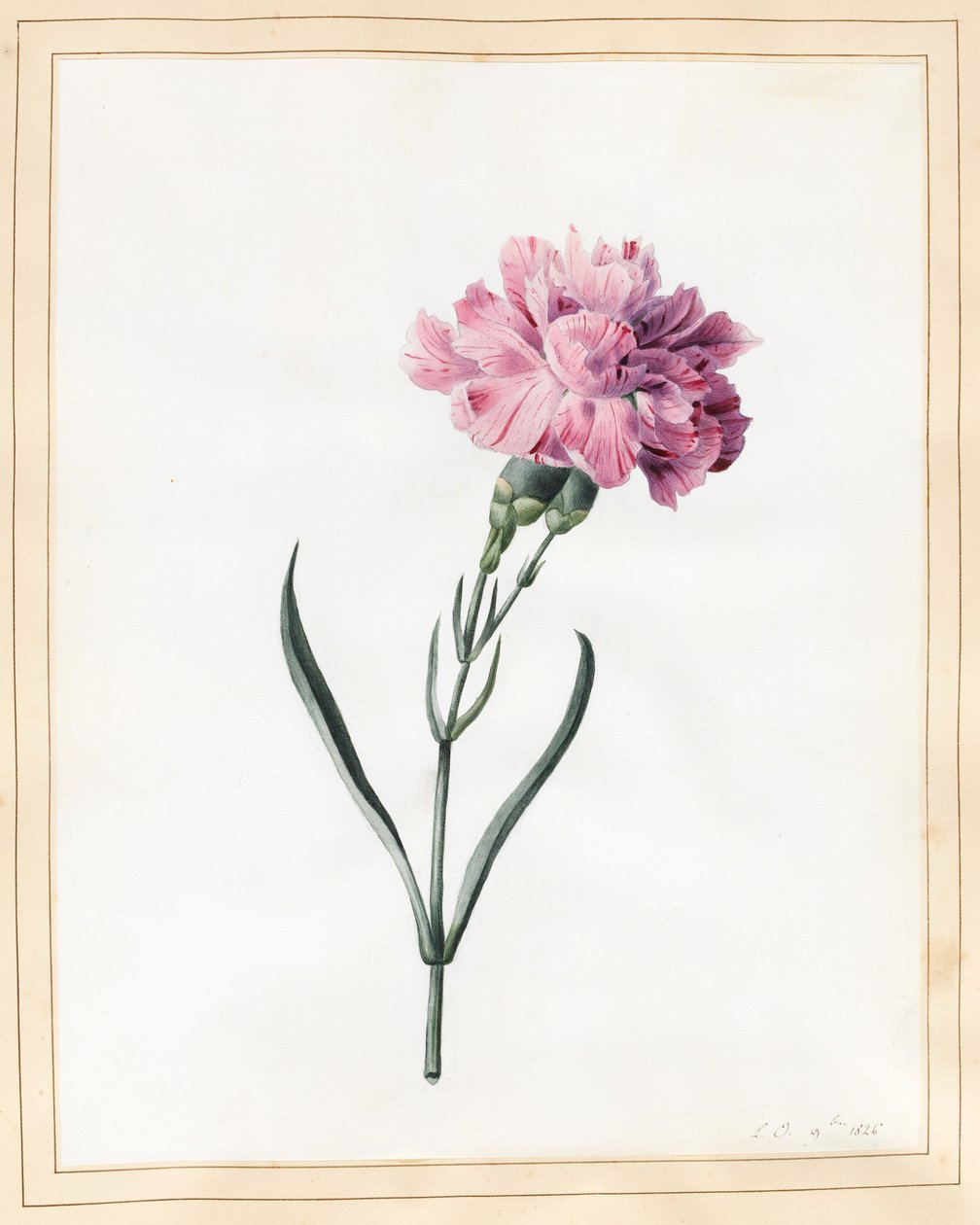 Karanfil, 1826 (parşömen üzerine wc) by Louise DOrleans
