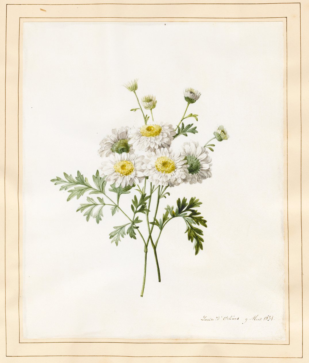 Krizantem Parthenium (Parça Düğmeleri), 1831 (parşömen üzerinde bazı gövde rengi ile wc) by Louise DOrleans