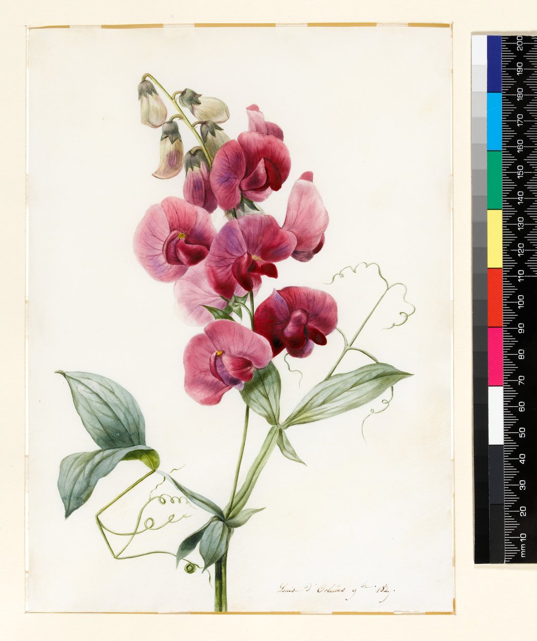 Lathyrus latifolius (Sonsuz Bezelye) by Louise DOrleans