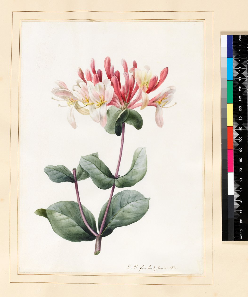 Lonicera Periclymenum (Hanımeli) 1830 (parşömen üzerine tuvalet ve guaj) by Louise DOrleans
