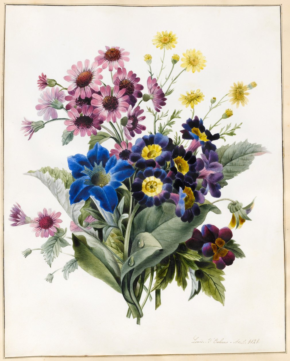 Karışık Çiçekler, Aster sp., Auricula, Ragwort, Viola, Campanula, Gentiana Acaulis, 1828 (parşömen üzerine biraz gövde rengi ile wc) by Louise DOrleans