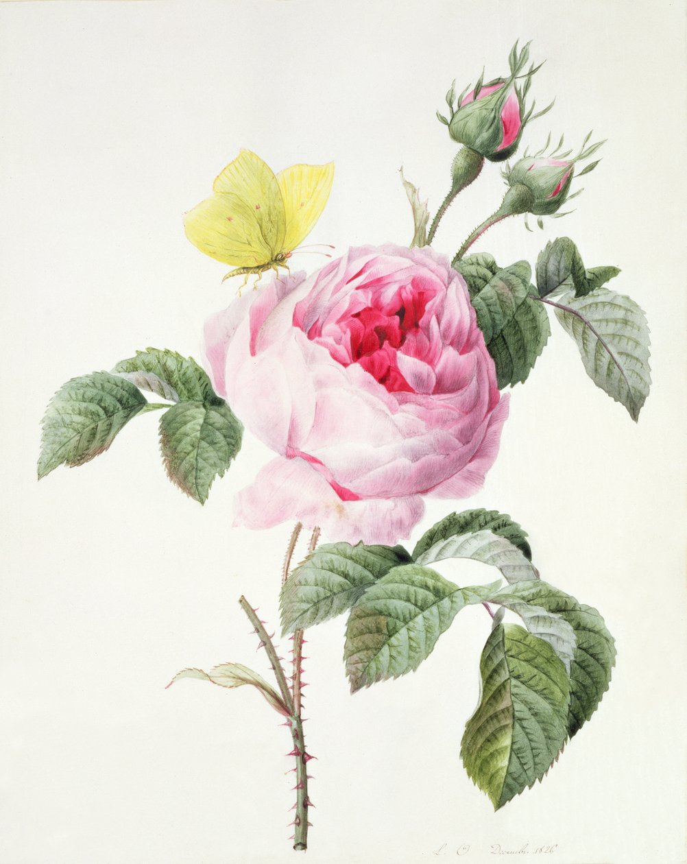 PD.107-1973.f11 Tomurcuklu pembe gül ve kükürt kelebek, 1826 by Louise DOrleans