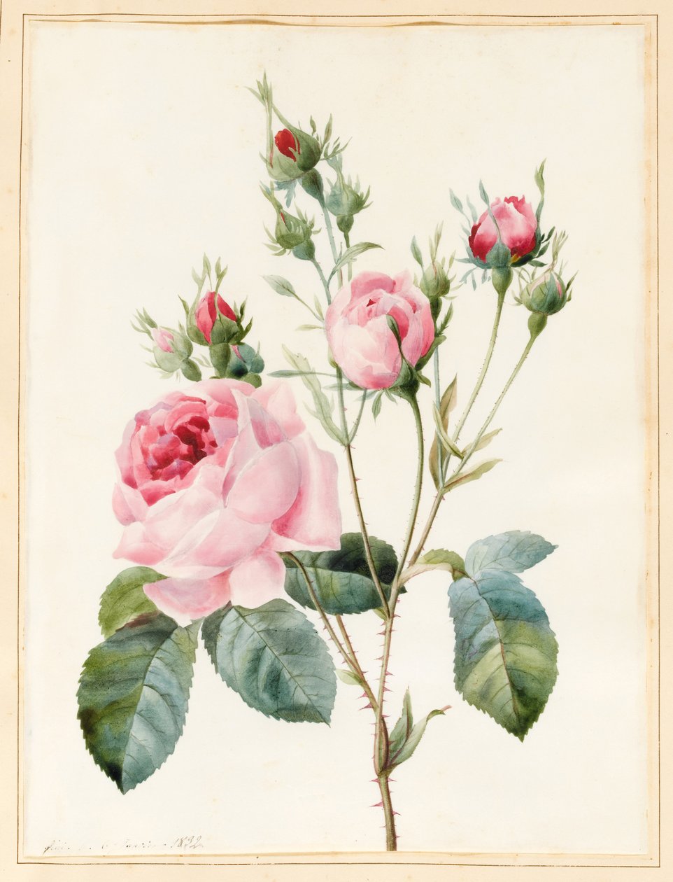 ಪಿಂಕ್ ರೋಸ್ ಮತ್ತು ಬಡ್ಸ್, 1832 (ಡಬ್ಲ್ಯೂಸಿ ವೆಲ್ಲಮ್‌ನಲ್ಲಿ ಕೆಲವು ದೇಹವರ್ಣದೊಂದಿಗೆ) ಟರ್ಕ್ by Louise DOrleans