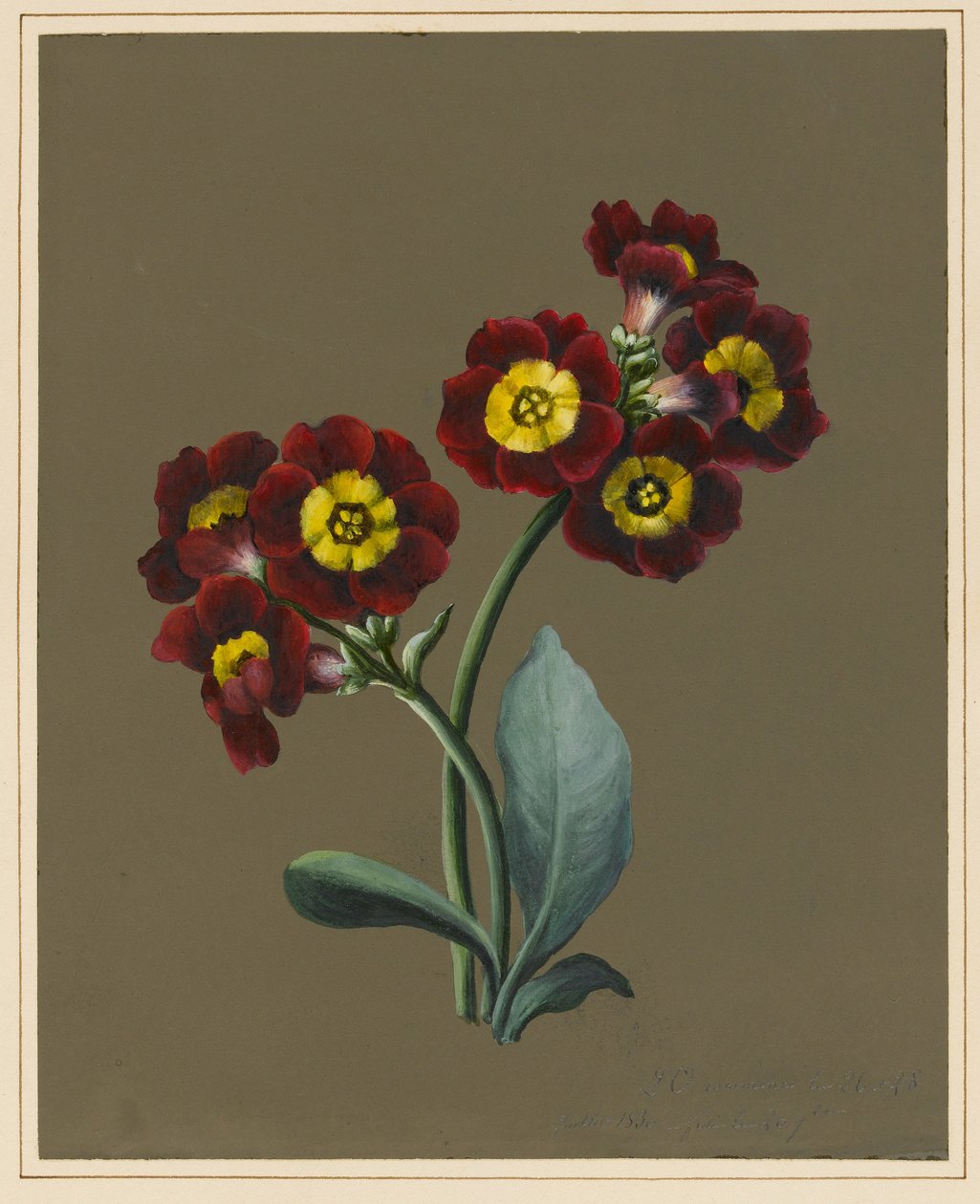Red Primula Auricula, 1830 (hazırlanmış zemin ile kağıt üzerinde wc ve gövde rengi) by Louise DOrleans