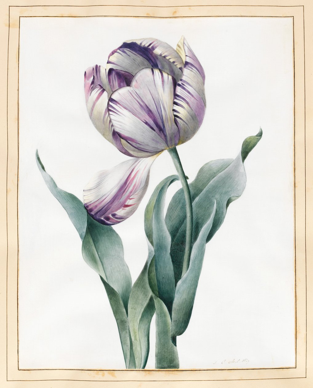 Rembrandt Tulip, 1827 (grafit ve klozet, parşömen üzerine biraz gövde rengi ile) by Louise DOrleans