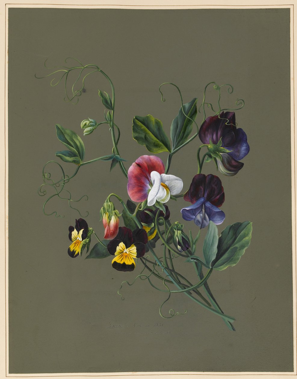 Tatlı Bezelye (Quitro) ve Viyola, 1830 (hazırlanmış zemin ile kağıt üzerinde wc ve gövde rengi) by Louise DOrleans