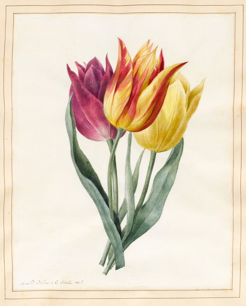 Üç Zambak Lale (vellum üzerinde biraz gövde rengi ile klozet) by Louise DOrleans