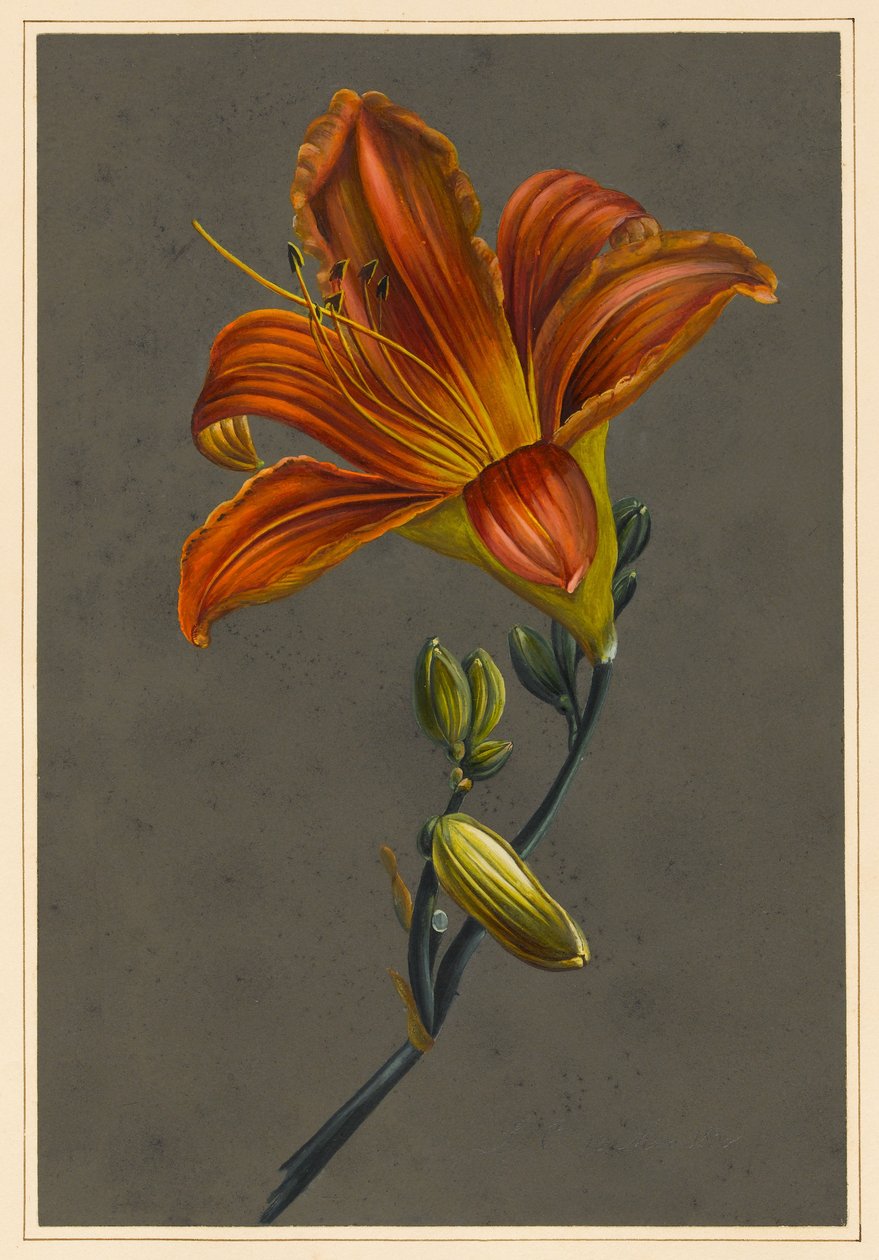 Hemerocallis (Daylily), 1830 (hazırlanmış zemin ile kağıt üzerine gövde rengi) by Louise DOrleans