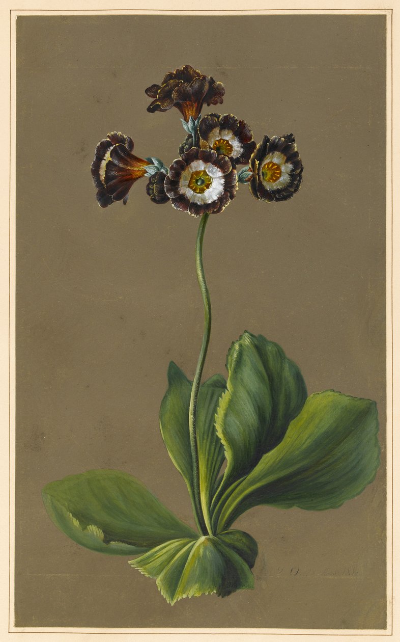 ಹೈಬ್ರಿಡ್ ಆರಿಕುಲಾ, 1830 (ತಯಾರಿಸಿದ ನೆಲದೊಂದಿಗೆ ಕಾಗದದ ಮೇಲೆ ದೇಹದ ಬಣ್ಣ) ಟರ್ಕ್ by Louise DOrleans