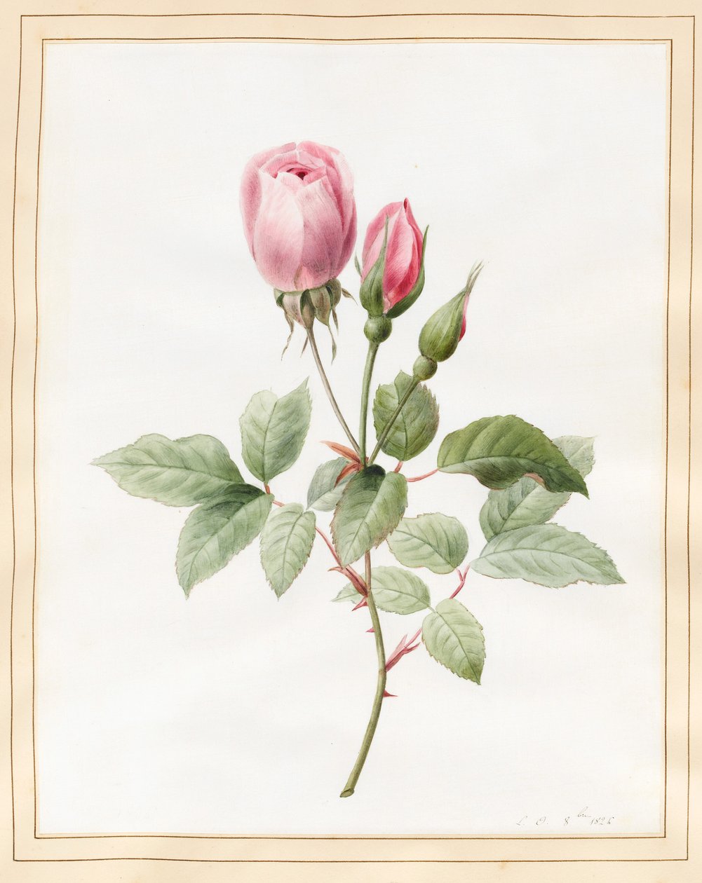 Pembe Gül ve Tomurcuklar, 1826 (parşömen üzerine biraz gövde rengi ile wc) by Louise DOrleans