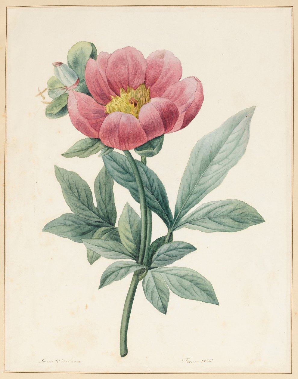 Paeonia Mascula, Otsu, 1826 by Louise DOrleans
