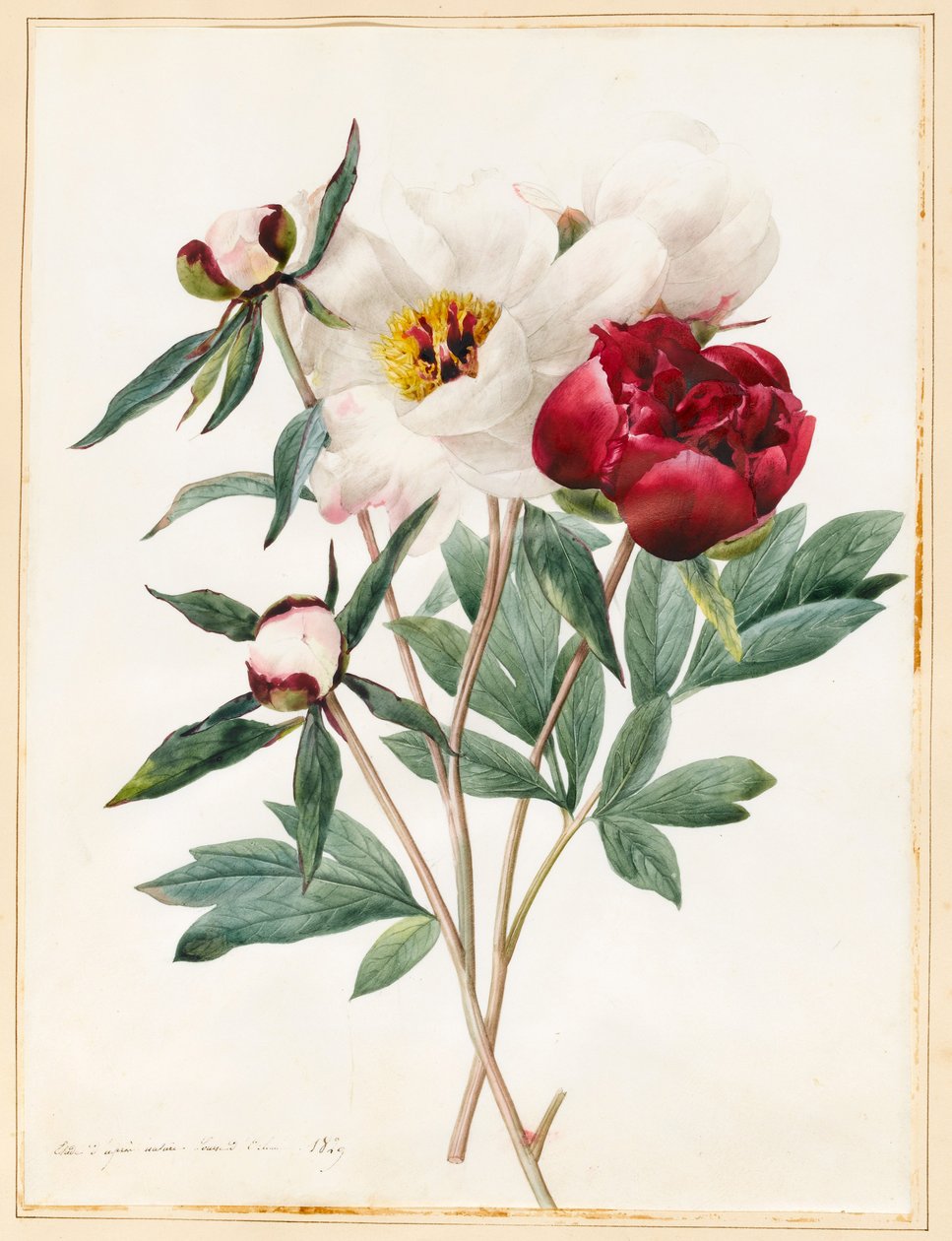 Kırmızı ve Beyaz Otsu Paeonies, 1829 (parşömen üzerine biraz gövde rengi ile wc) by Louise DOrleans