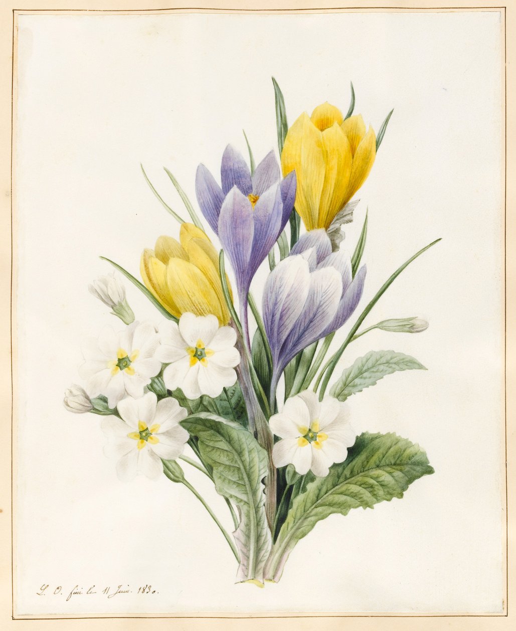 Beyaz Primroses ve Early Hybrid Crocuses, 1830 (parşömen üzerine biraz gövde rengi ile wc) by Louise DOrleans