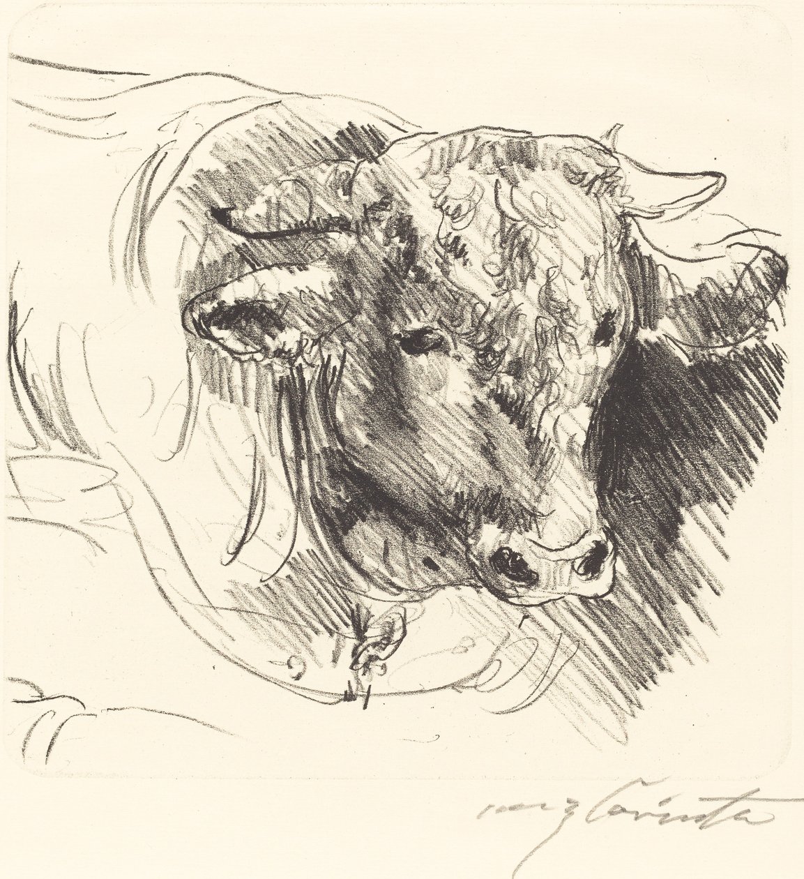 Stierkopf (Bir Dümenin Başı) by Lovis Corinth
