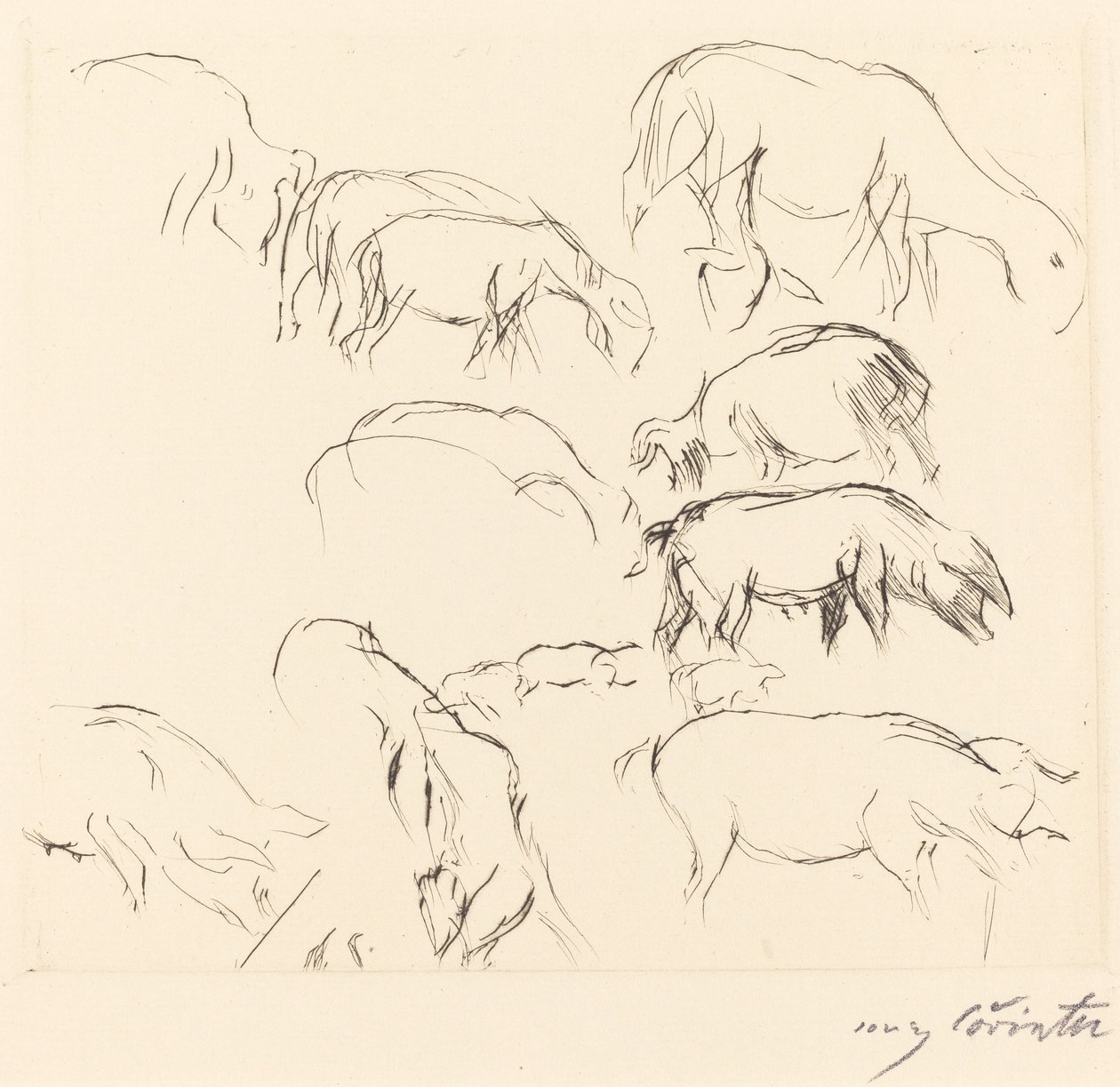 Çeşitli Hayvan Çalışmaları by Lovis Corinth