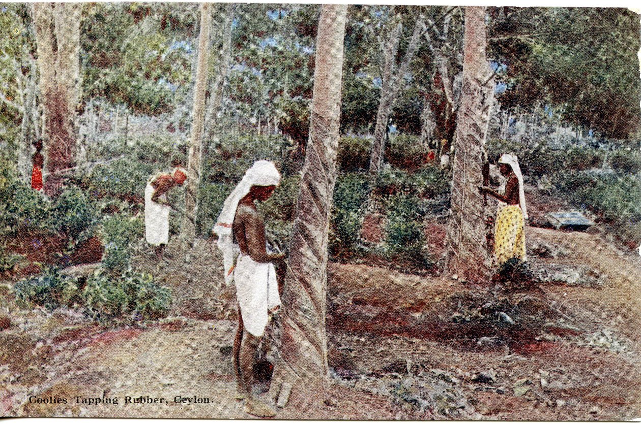 Coolies Dokunma Lastiği, Seylan, c.1900-20 (el ile renklendirilmiş fotoğraf) by Ltd. Ceylon Plâté
