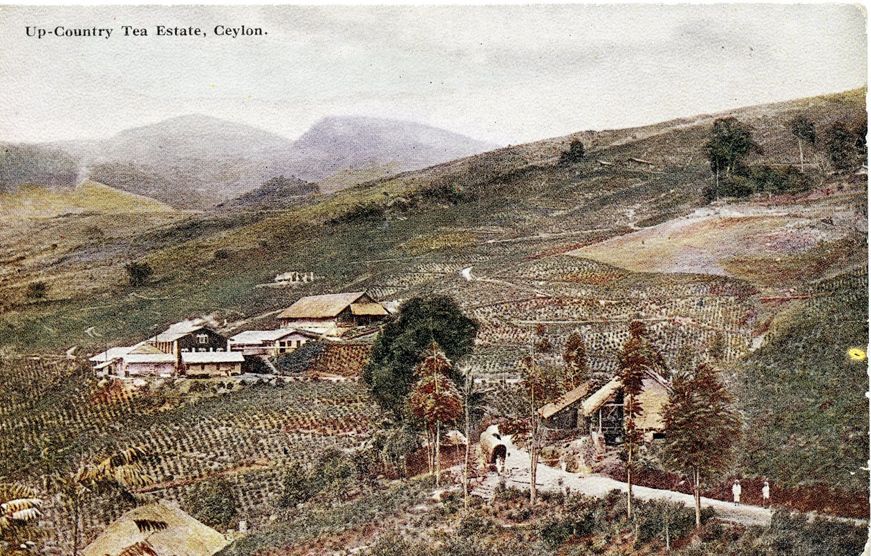 Up-Country Tea Estate, Seylan, c.1900-20 (el ile renklendirilmiş fotoğraf) by Ltd. Ceylon Plâté