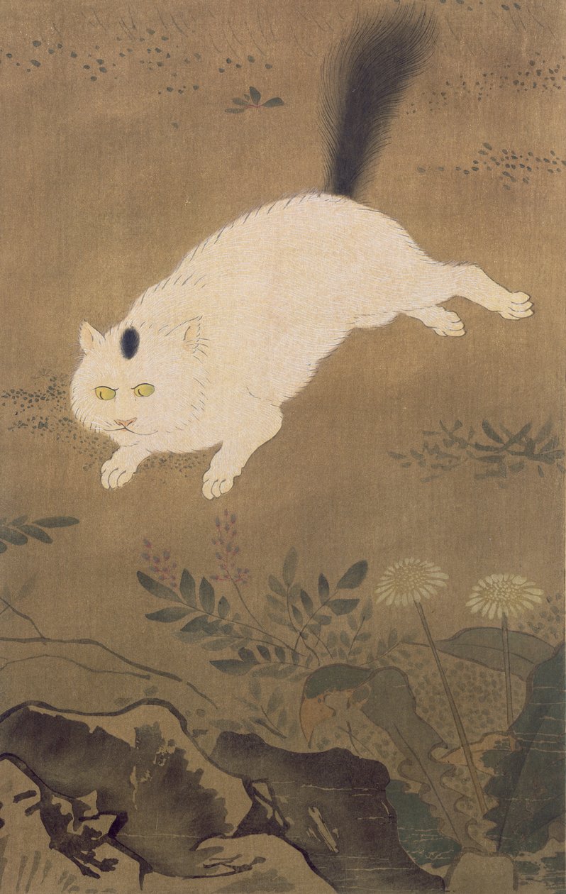 Beyaz Kedi, Japonya