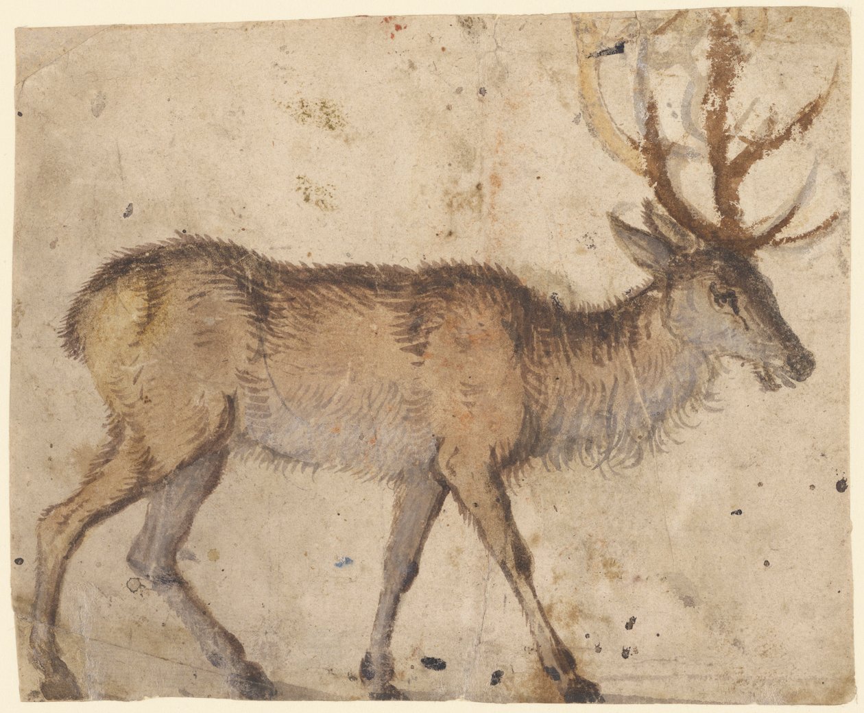 Bir Geyik Çalışması by Lucas Cranach the Elder