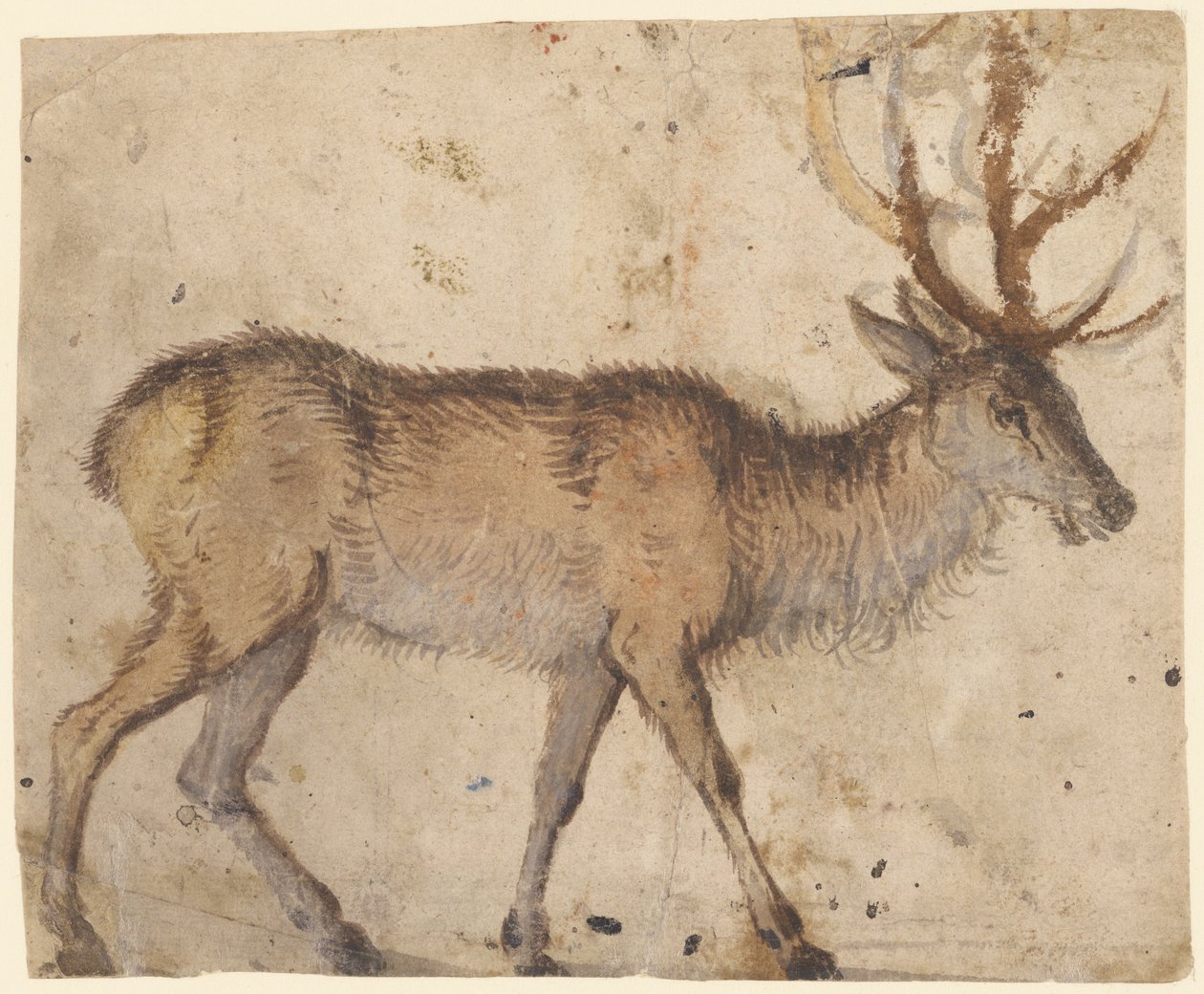  by Lucas Cranach the Elder
