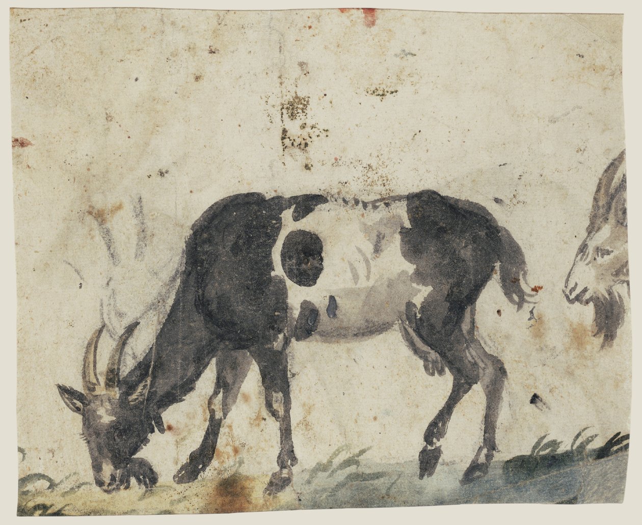 Keçi Çalışması (verso), c.1520-30 (siyah, gri, yeşil astar ve siyah tebeşir ile fırça) by Lucas the Elder Cranach