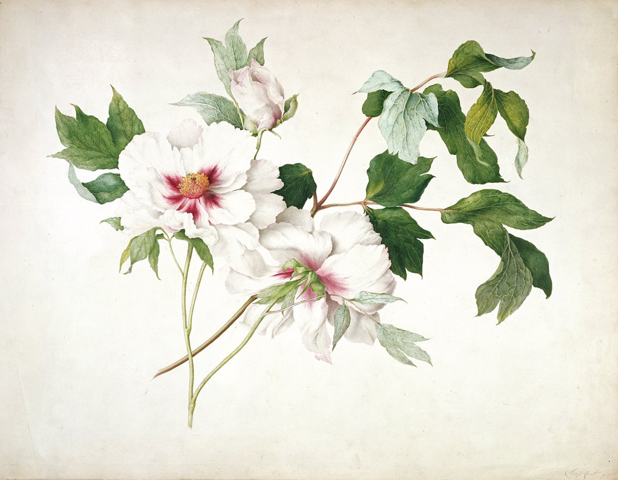 Japon Ağacı Şakayık (Paeonia suffruticosa), 1815 (wc, guaj, kağıt üzerine kalem üzerine arap zamkı) by Lucy Cust