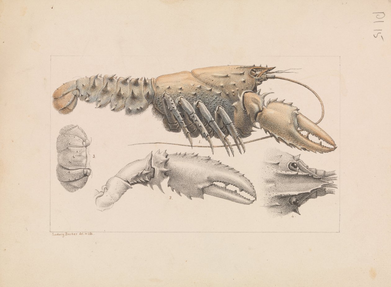Murray Dikenli Kerevit, Euastacus armatus by Ludwig Becker