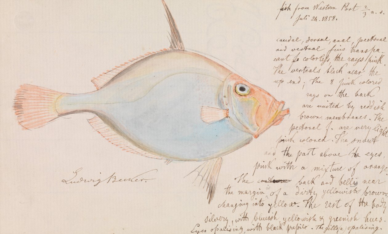 Gümüş Dory, Cyttus australis by Ludwig Becker